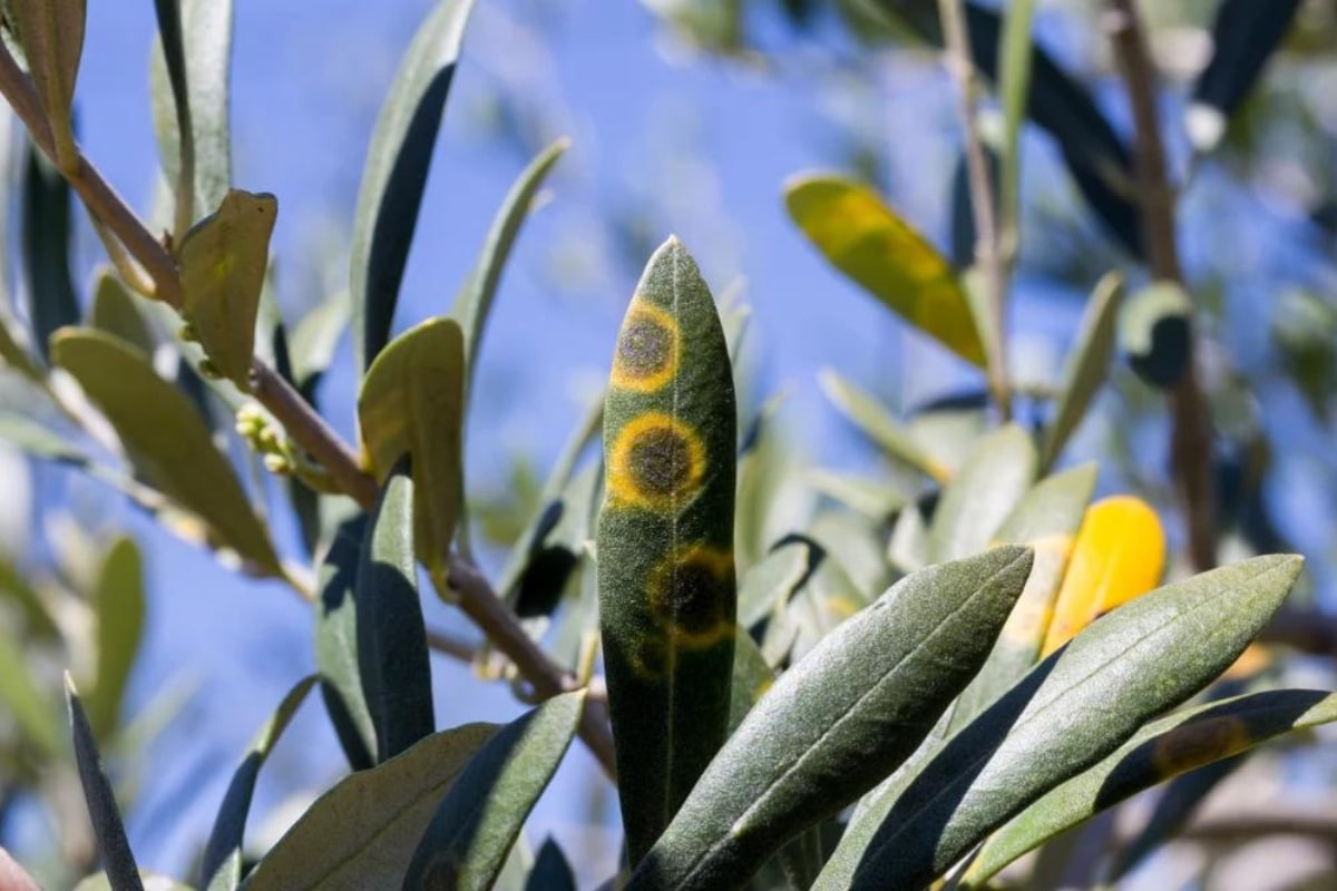 L’œil de paon sur les feuilles d'un olivier