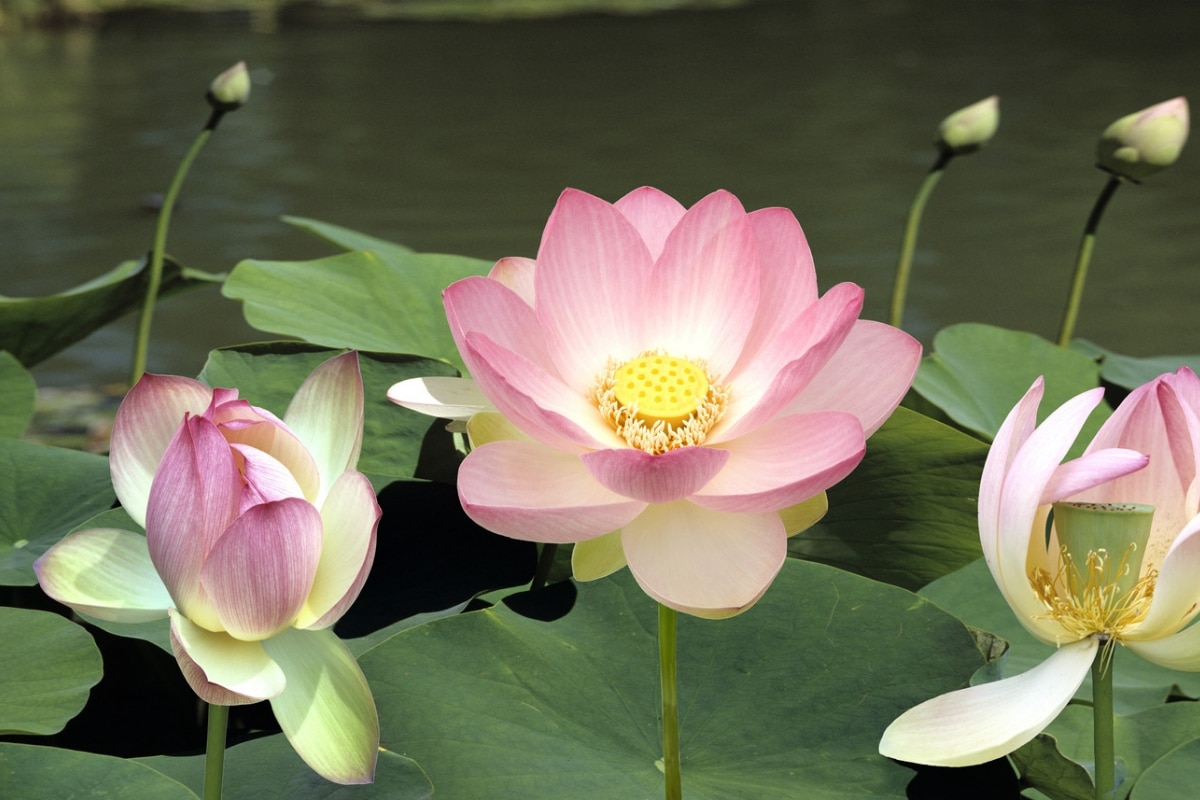 Lotus nucifera