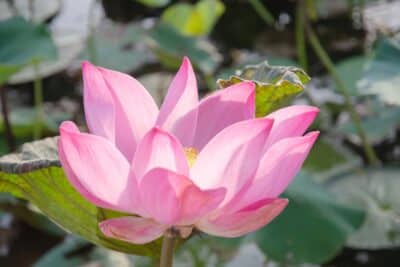 Lotus sacré au jardin