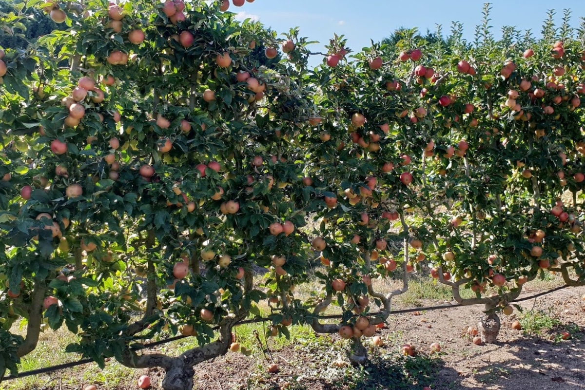 Palissage des arbres fruitiers