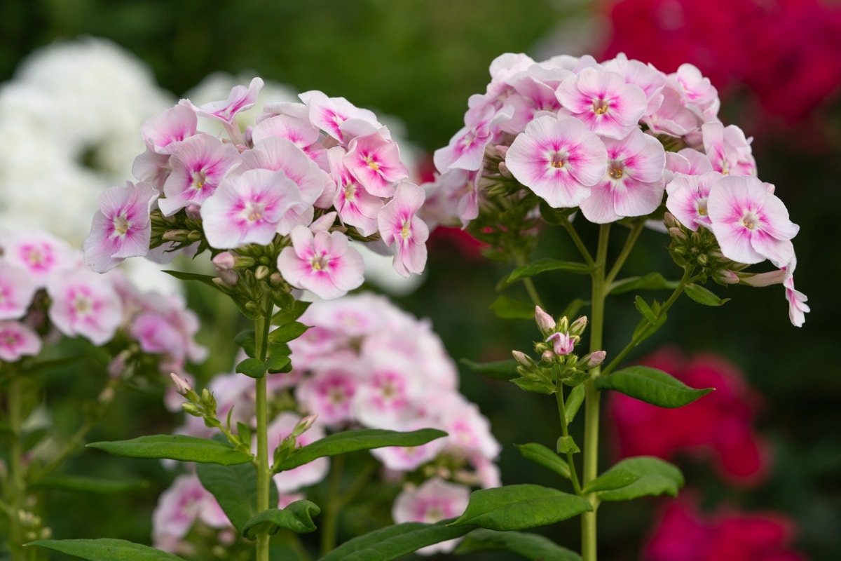 Phlox