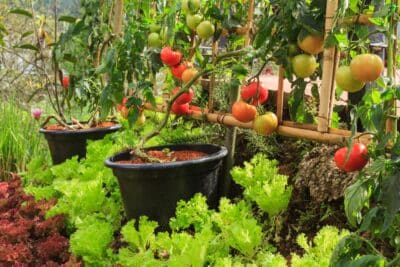 Plants de tomates au potager