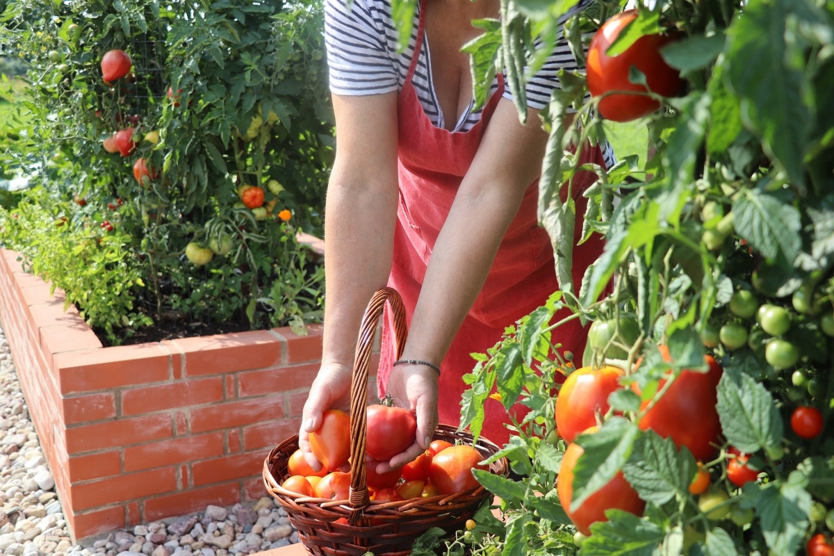 Protégez vos tomates des coups de soleil conseils