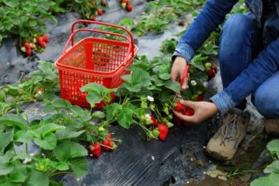 Récolter les fraises