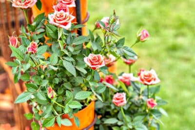 Réussir la culture d'un rosier en pot