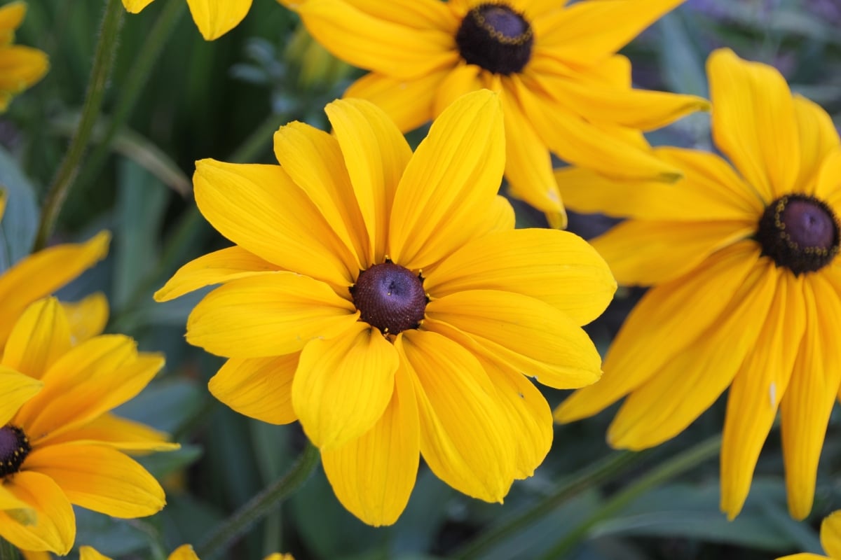 Rudbeckia