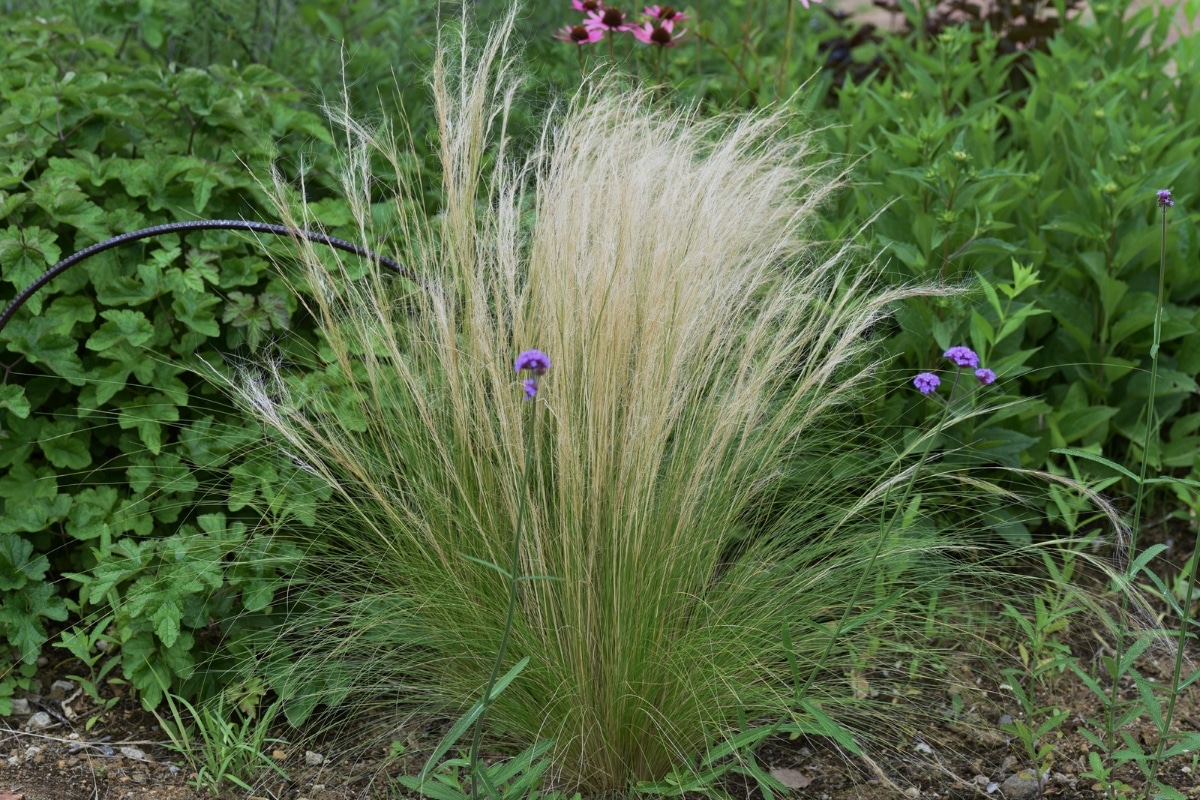 Stipa cheveux d’ange