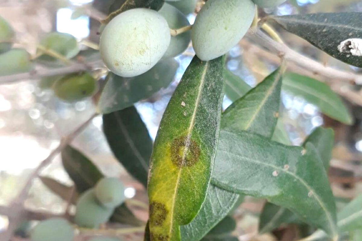 Tavelure de l’olivier