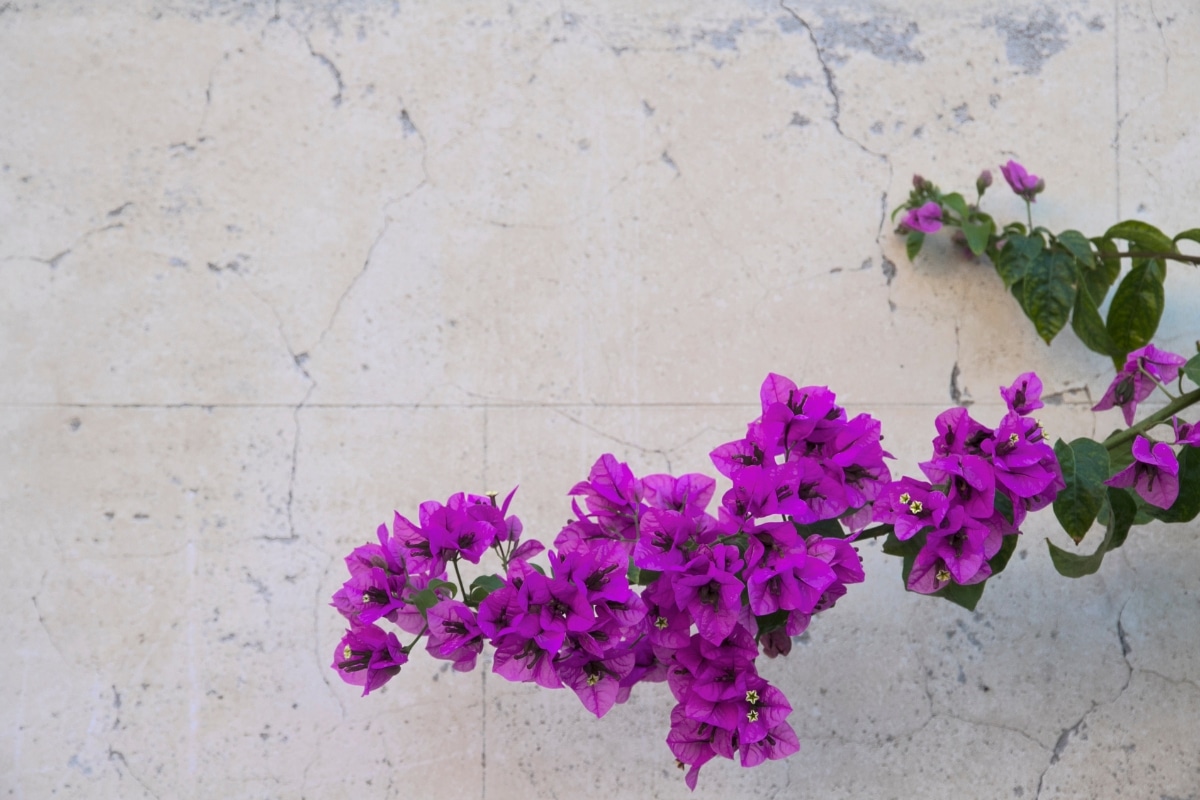 Un Bougainvillier