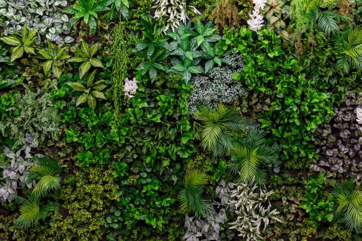 Un mur végétal