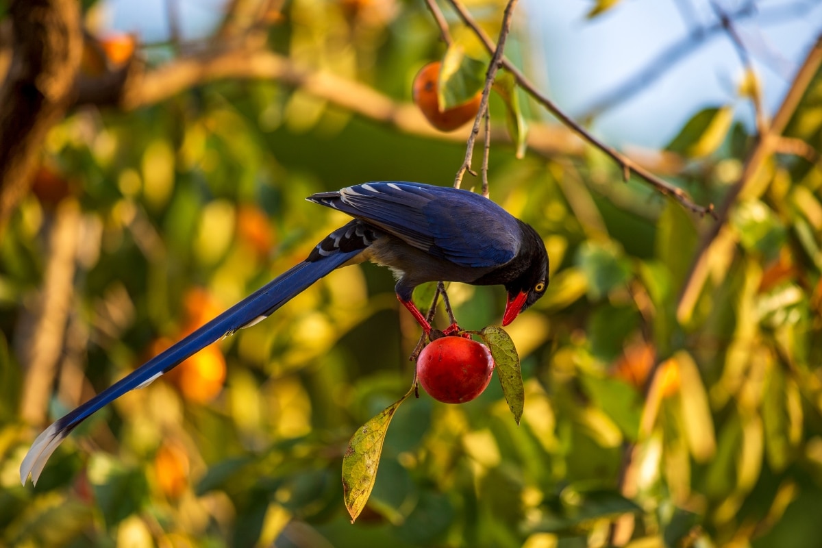 Un oiseau qui mange le fruit d'un cerisier
