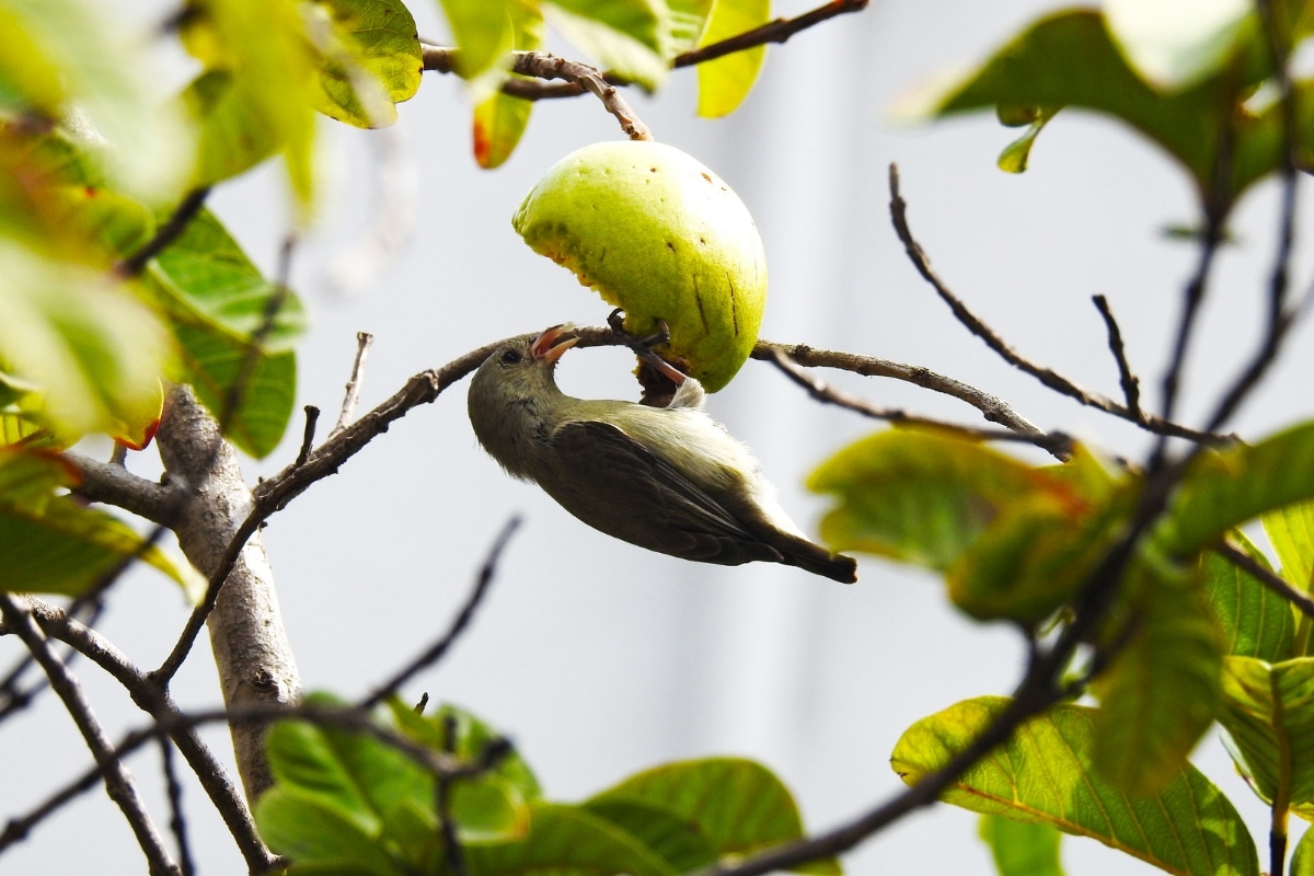 Un oiseau sur un arbre fruitier