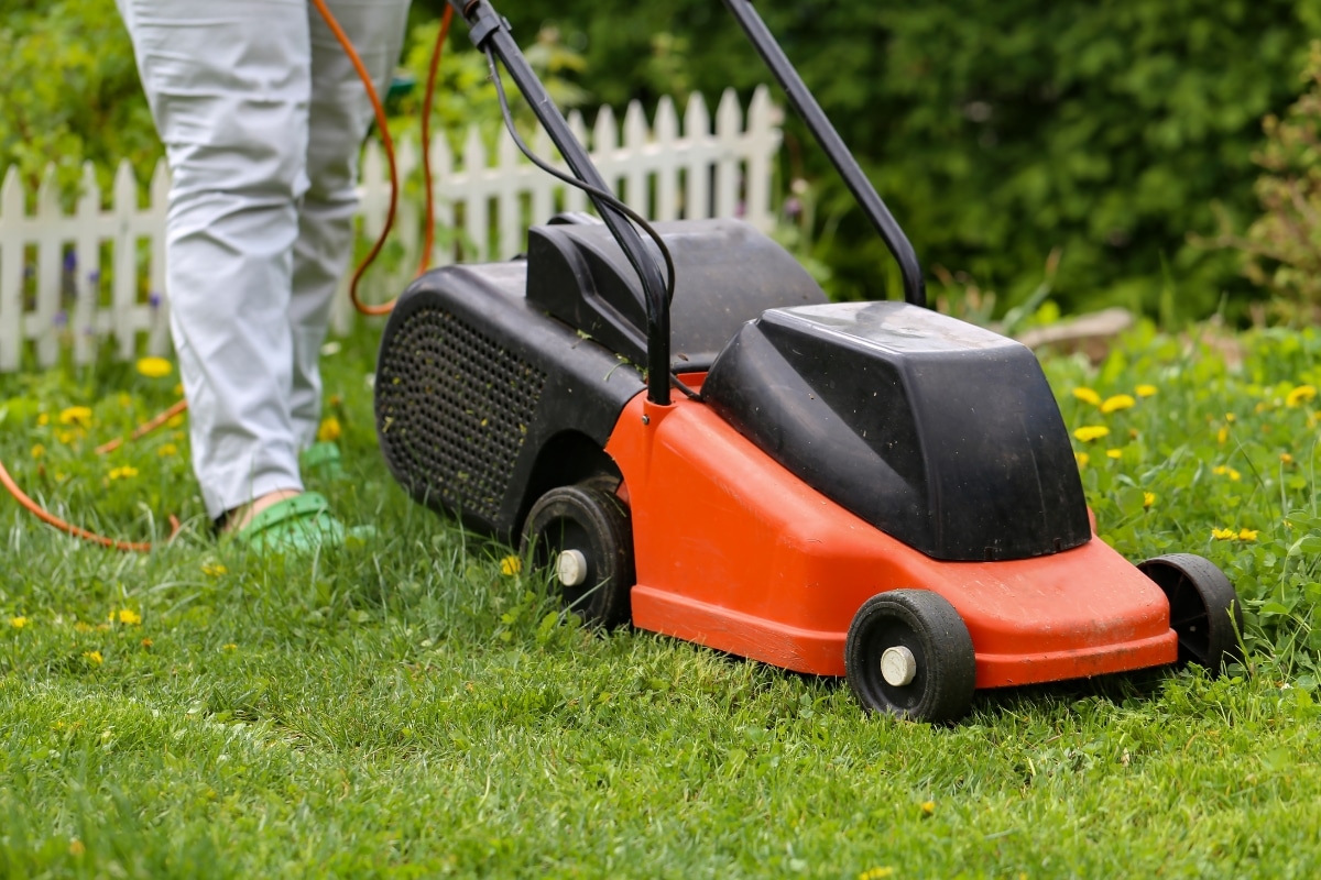 Voici 4 façons de réutiliser vos tontes de pelouse au jardin