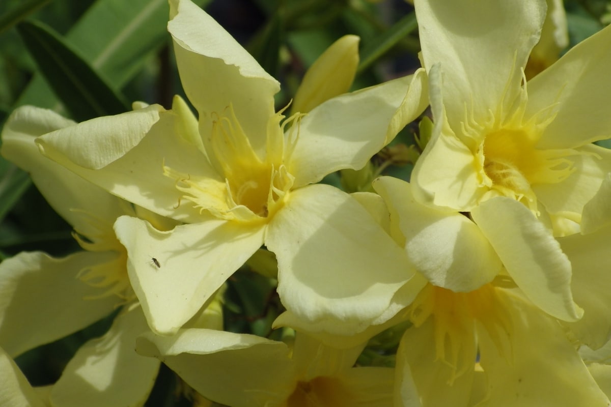 Voici 4 lauriers-roses à fleurs jaunes à cultiver dans votre jardin