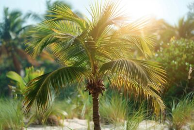 Peut-on planter un palmier proche de sa maison ? Précautions et conseils pour réussir votre plantation