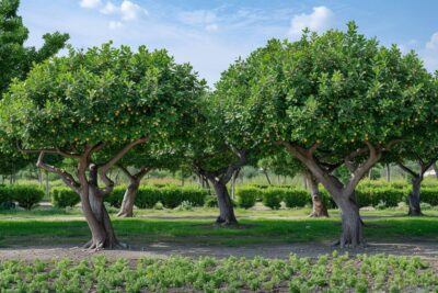 Quand tailler les mûriers platanes : guide complet pour une taille réussie de vos arbres ornementaux