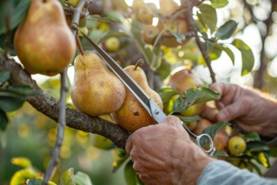 3 Arbres fruitiers à tailler impérativement : découvrez lesquels et comment procéder